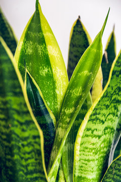 Snake plant (sansevieria trifasciata var. Laurentii) on a white background. Close-up on the beautifully patterned leaves of an atractive colorful houseplant against white backdrop.
