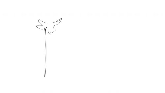 Self drawing animation of daffodil flower. Copy space. White background.