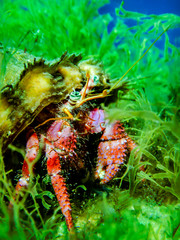 Crab hidden in grass in Malta
