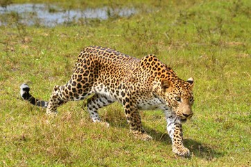 Leopard (Panthera pardus kotiya).
Yala National Park, Sri Lanka. 