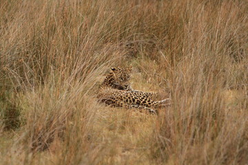 Leopard (Panthera pardus kotiya).
Yala National Park, Sri Lanka. 