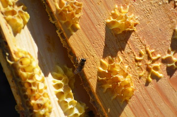 Beekeeping, spring photo