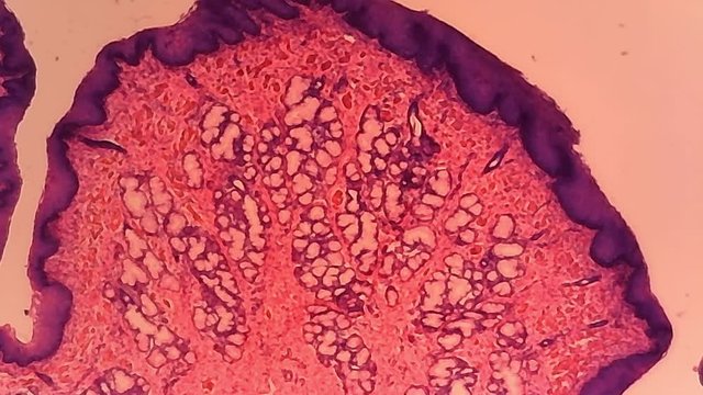 Microscope Dog Stomach Pyloric Region Section x1200