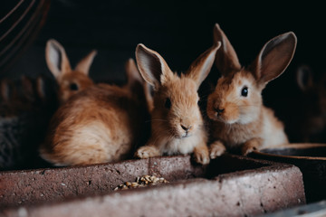 Cute young rabbits in the hutch