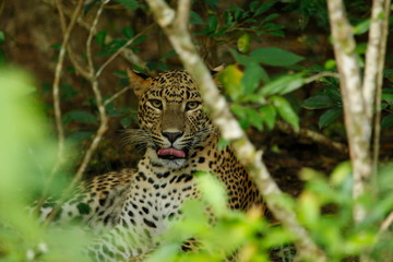 Naklejka na ściany i meble Leopard (Panthera pardus kotiya). Yala National Park, Sri Lanka. 