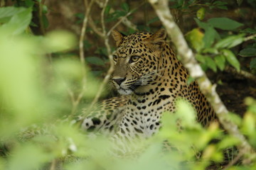 Leopard (Panthera pardus kotiya).
Yala National Park, Sri Lanka. 