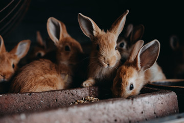 Cute young rabbits in the hutch