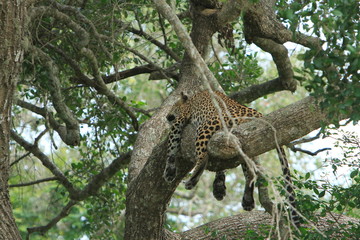 Leopard (Panthera pardus kotiya).
Yala National Park, Sri Lanka. 