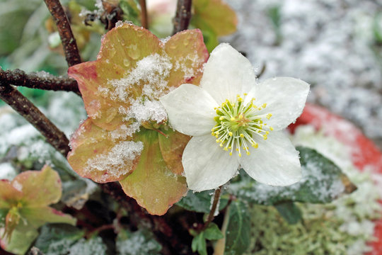 Wei&szlig;e Christrose im Schnee