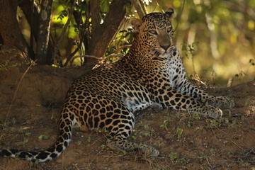 Leopard (Panthera pardus kotiya).
Yala National Park, Sri Lanka. 