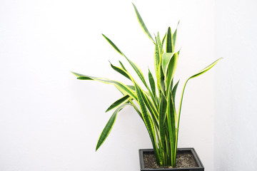 Sansevieria trifasciata plant on a white background. Other name: Snake plant, mother-in-law's tongue, viper bowstring.