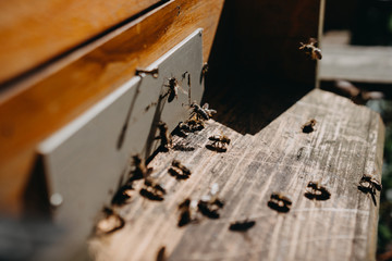 Close up of flying bees. Wooden beehive and bees.