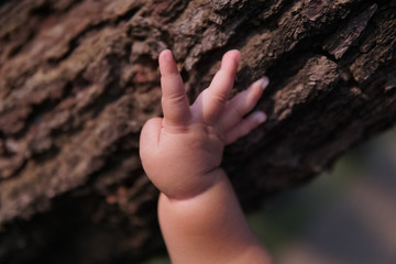 Asian baby's hands touch the pine tree trunk, with a shallow focus, focus on the baby's hand