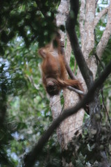 Bornean orangutan (Pongo pygmaeus).
Borneo
