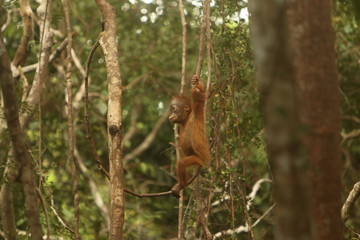 Bornean orangutan (Pongo pygmaeus).
Borneo