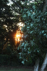 sunset in the forest