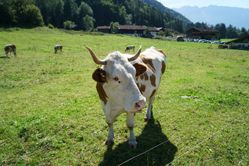 cow in the meadow