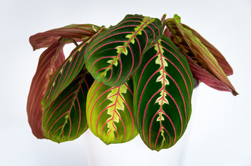 Prayer plant (maranta leuconeura var. tricolor facscinator) on white background....