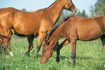 grazing purebred akhateke foals with dam in meadow