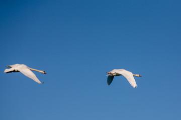 Two swans in flight