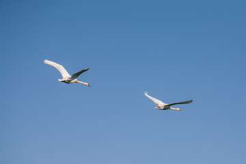 Two swans in flight
