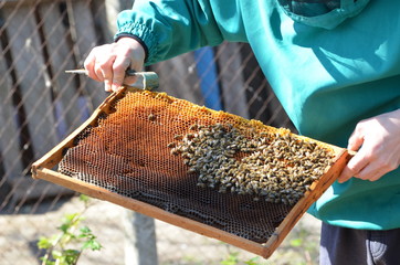 Beekeeping, spring photo