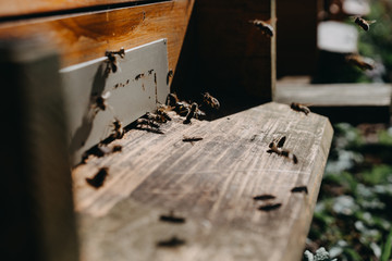 Close up of flying bees. Wooden beehive and bees.