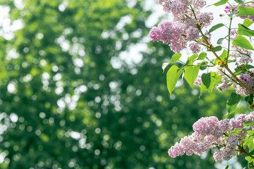 Lilac branch on a green background of foliage on a sunny spring day. Botanical Template with space...