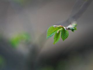lonely young hornbeam leaves and buds