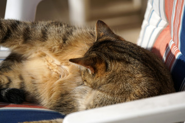 cat sleeping in a chair