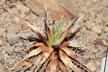 dry cactus in the wind