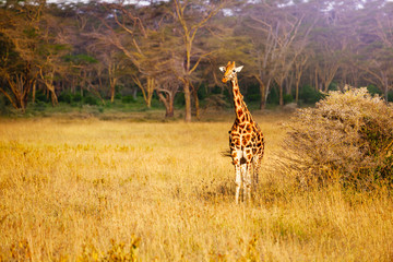 Front view of adult giraffe in Kenya savanna of Amboseli park