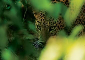 Leopard (Panthera pardus kotiya).
Yala National Park, Sri Lanka. 
