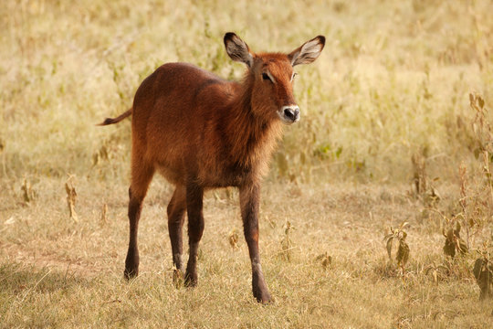 Small calf of waterbuck, large antelope found widely in sub-Saharan Africa
