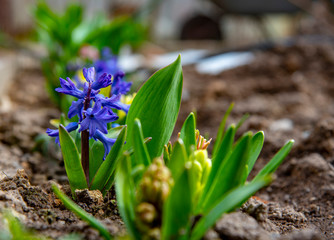 Bright colored hyacinths grow in the ground in the garden.