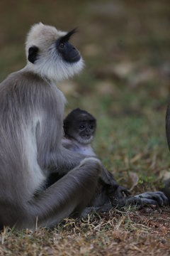 Tufted Gray Langur (Semnopithecus Priam)