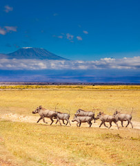 School of Phacochoerus known as warthogs pig run together over Kilimanjaro mountain in Kenya savanna, Africa