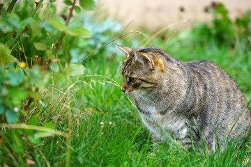 grey cat in green grass
