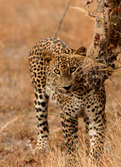 Fototapeta na wymiar Leopard (Panthera pardus kotiya). Yala National Park, Sri Lanka. 