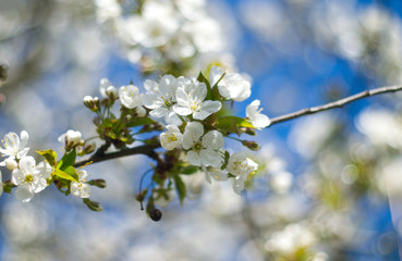 Cherry blossom close up on blue sky background