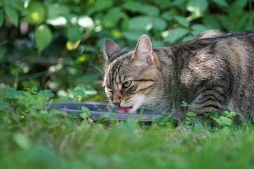 cat on grass