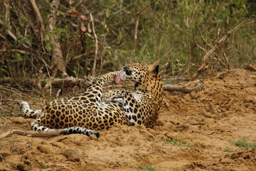 Leopard (Panthera pardus kotiya).
Yala National Park, Sri Lanka. 