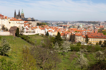 Obraz premium Spring Prague City with gothic Castle and the green Nature and flowering Trees from the Hill Petrin, Czech Republic