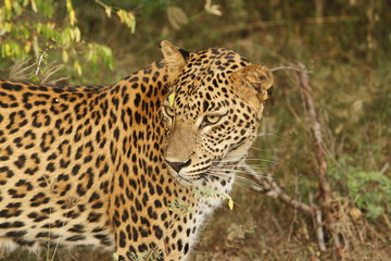 Leopard (Panthera pardus kotiya).
Yala National Park, Sri Lanka. 