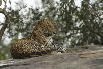 Leopard (Panthera pardus kotiya).
Yala National Park, Sri Lanka. 