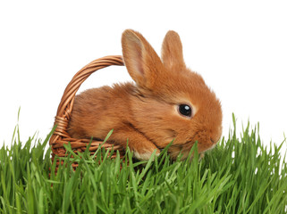 Obraz premium Adorable fluffy bunny in wicker basket on green grass against white background. Easter symbol