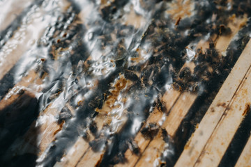 Bees in honeycomb, garden home