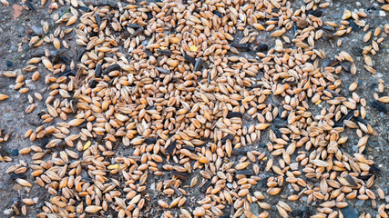 Close-up of seed mixture as winter bird food for garden birds containing.
