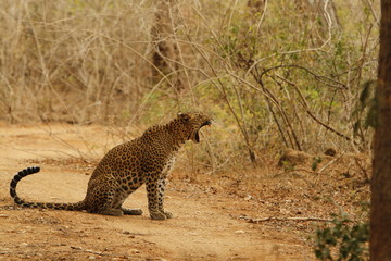 Leopard (Panthera pardus kotiya).
Yala National Park, Sri Lanka. 