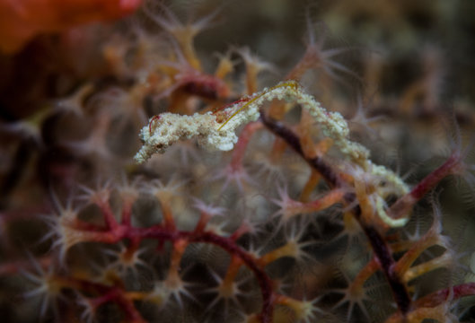 A well-camouflaged Pygmy pipe dragon, Kyonemichthys rumengani, clings to a gorgonian in the Philippines. This area is within the Coral Triangle and harbors extraordinary marine biodiversity.